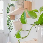Vibe Appartement